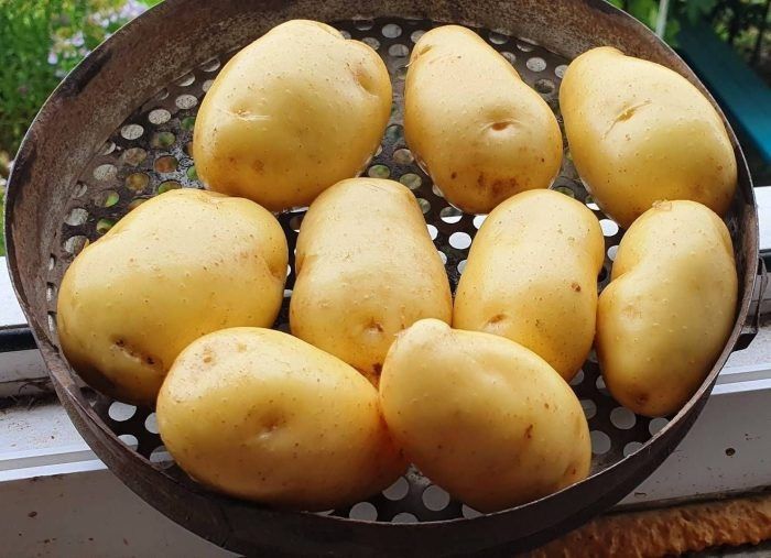 Картофель Сарпо Кифли: вкус и устойчивость в одном клубне