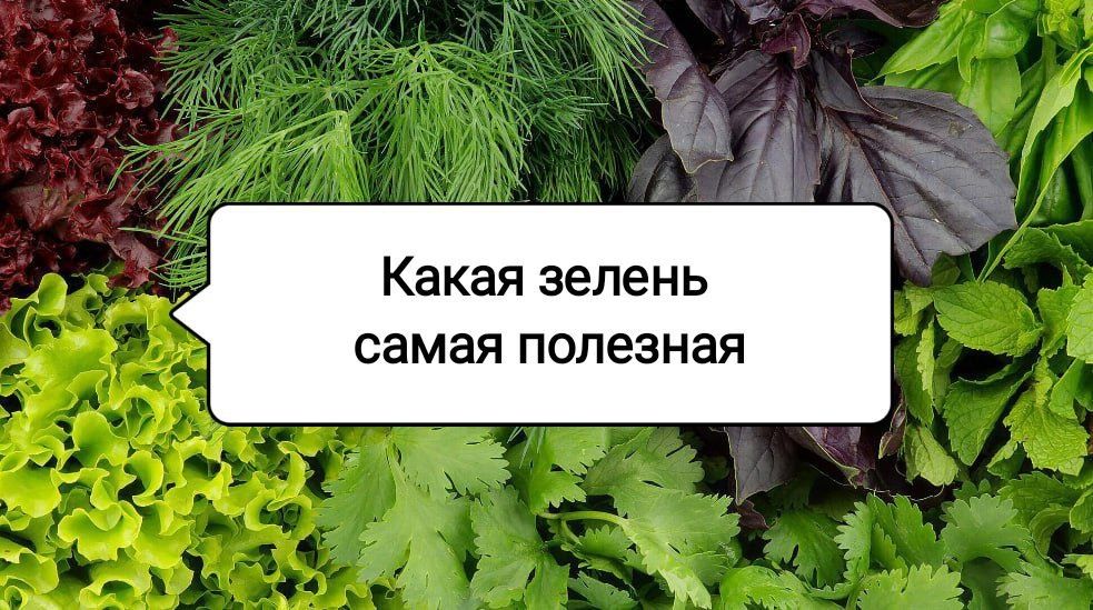 Зелень на каждый день: пять самых полезных видов для вашего здоровья