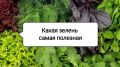 Зелень на каждый день: пять самых полезных видов для вашего здоровья