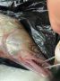 Сочные овощи и ароматная щука: кулинарный эксперимент на вашей кухне